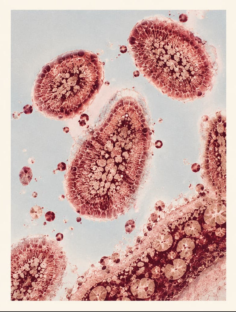 The gut microbiome
