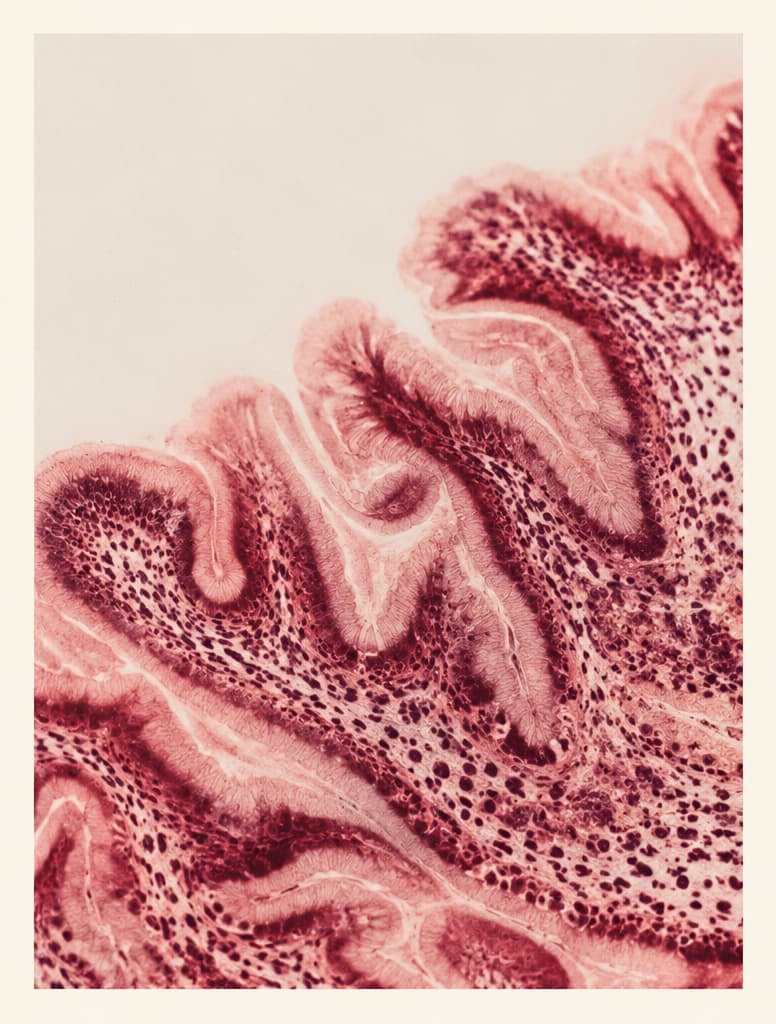 The vaginal microbiome