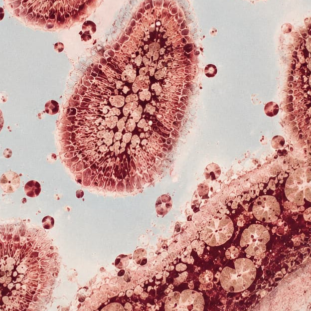 A scientific illustration showing microscopic views of the gut microbiome